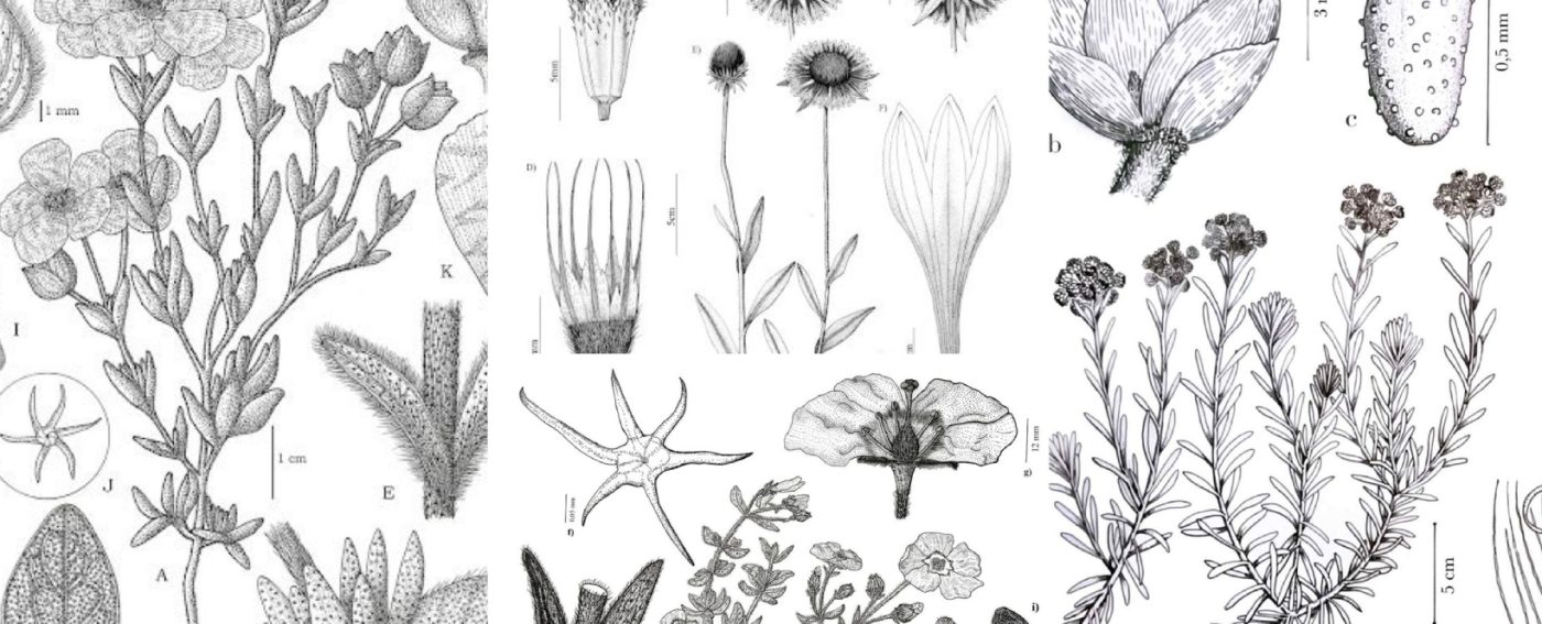 Illustraciencia