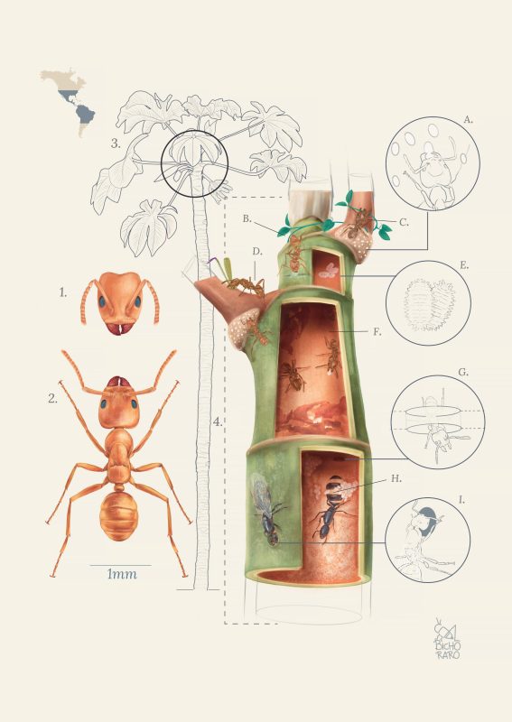 Illustraciencia