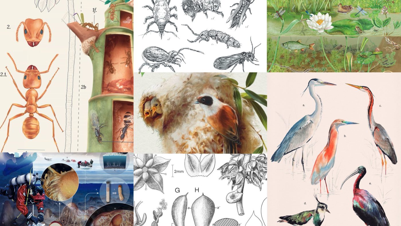 Illustraciencia
