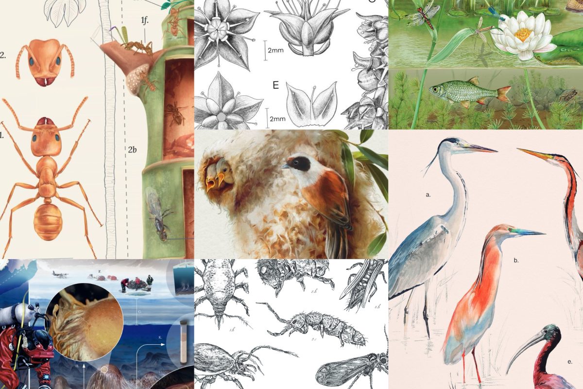 Illustraciencia