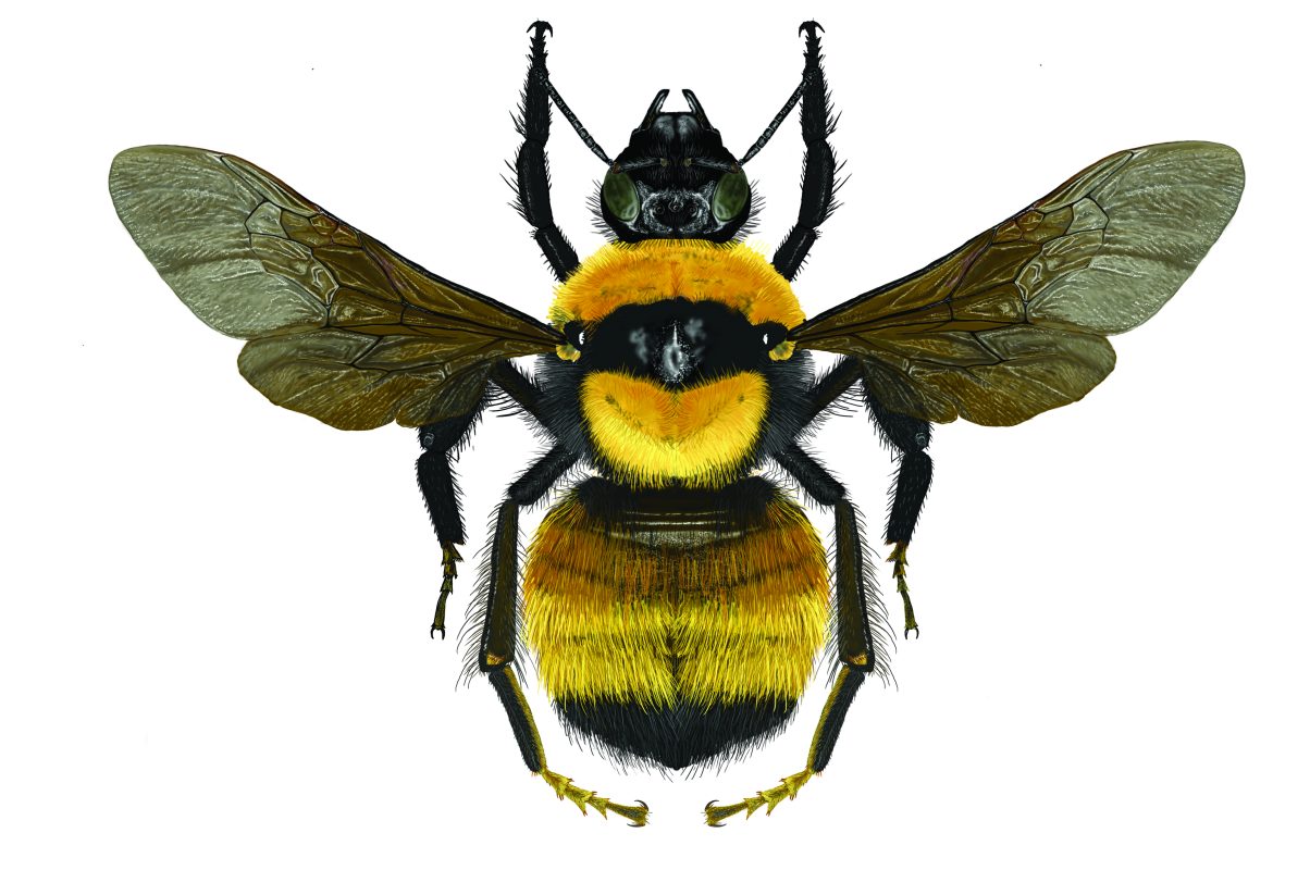 Illustraciencia