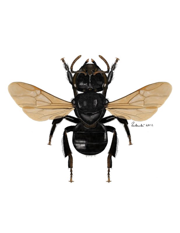 Illustraciencia