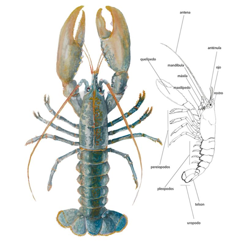 Illustraciencia