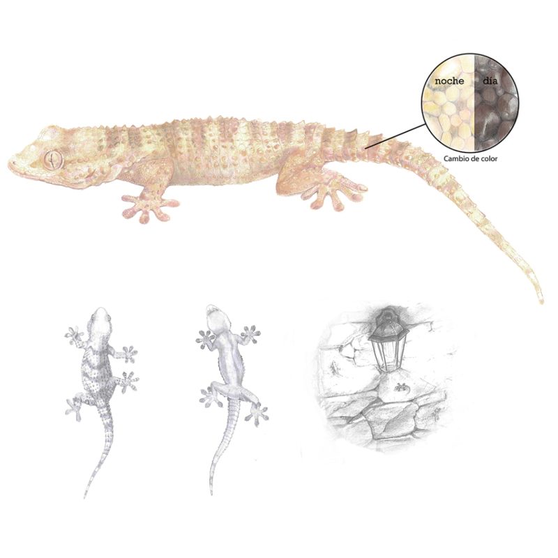 Illustraciencia