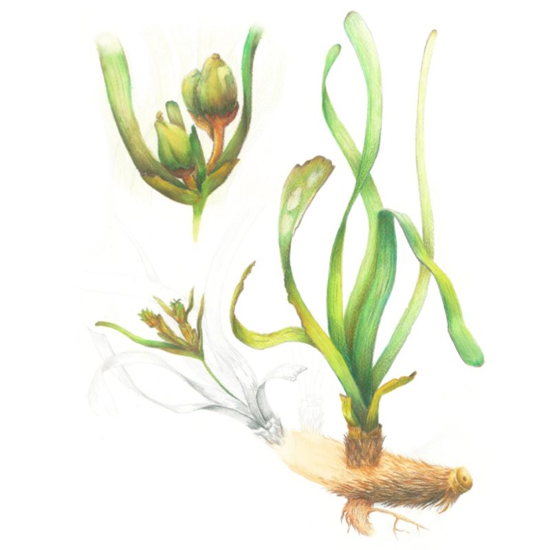 Illustraciencia