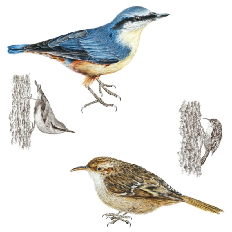 Illustraciencia