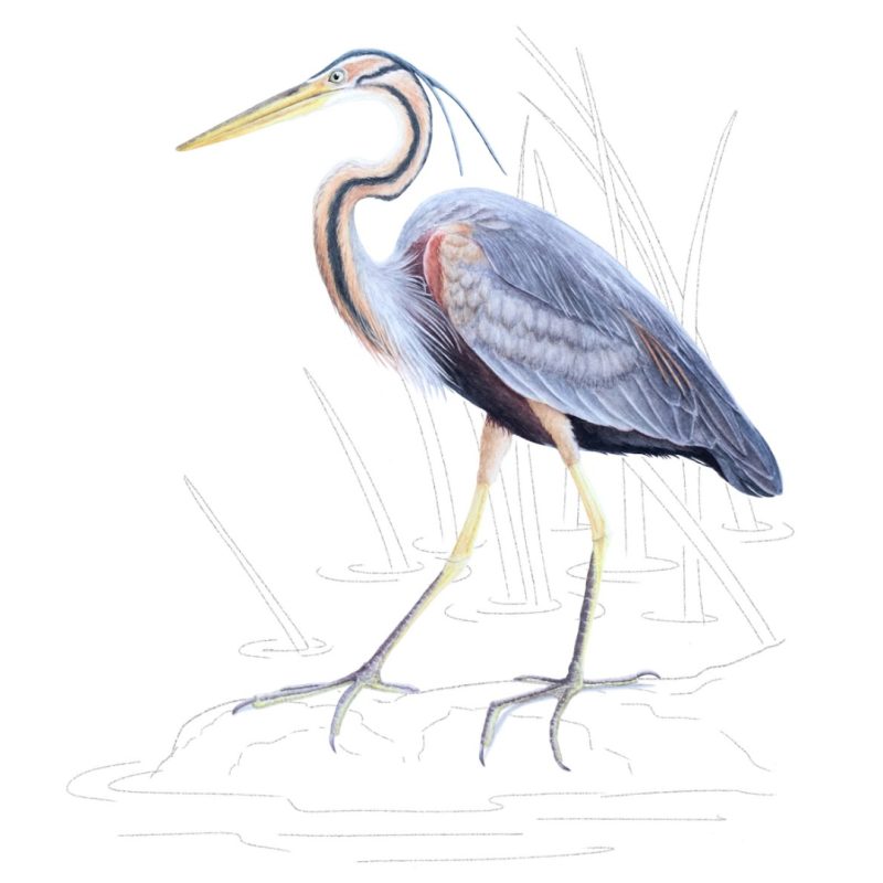 Illustraciencia