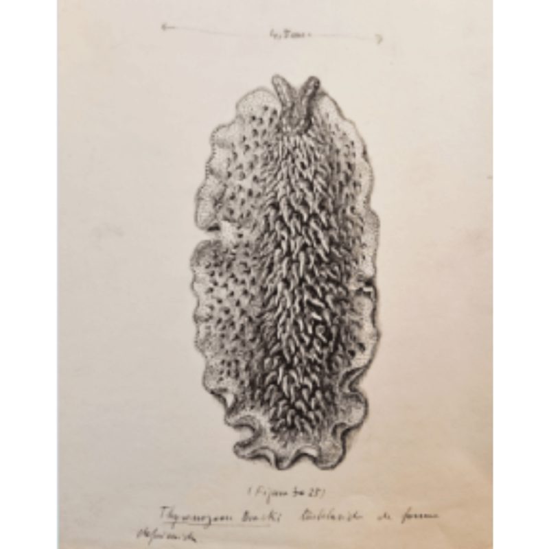 Illustraciencia