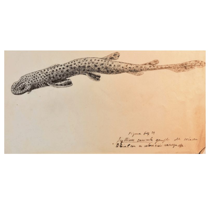 Illustraciencia