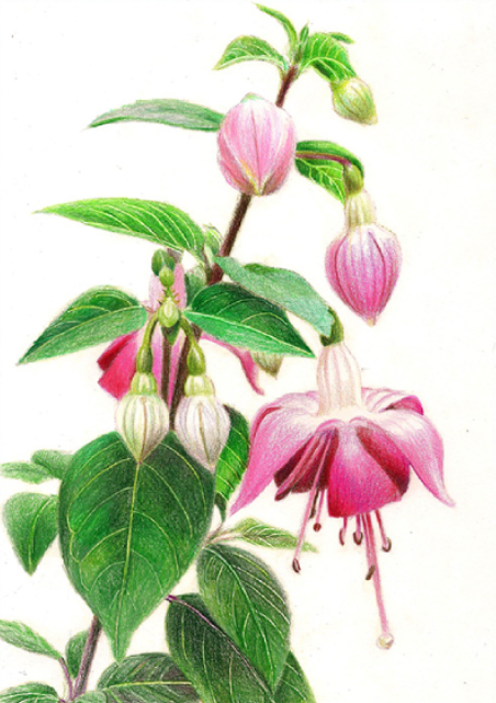 Illustraciencia
