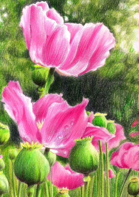 Illustraciencia