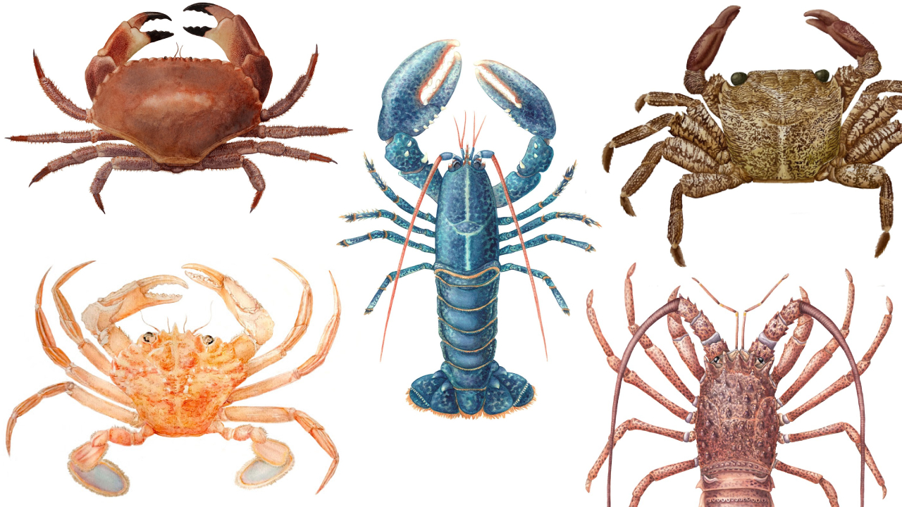 Illustraciencia