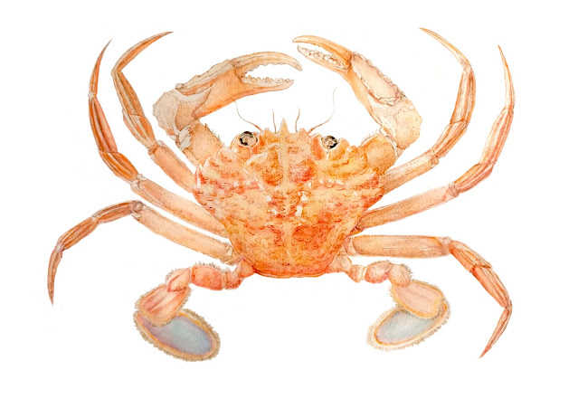 Illustraciencia