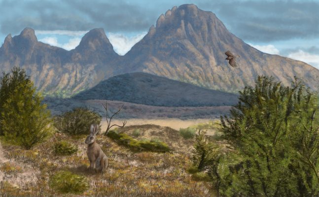 Serra d’Aitana · Il·lustració de la serra d’Aitana, un dels paisatges més emblemàtics de les muntanyes alacantines. Una escena natural que recrea la riquesa i la biodiversitat dels ecosistemes mediterranis, on una llebre ibèrica (Lepus granatensis) observa el seu entorn entre la vegetació arbustiva mentre una àguila cuabarrada (Aquila fasciata) sobrevola el paisatge. Mitjançant una paleta de tons terrosos, ocres i verds, la composició combina els diferents plans del relleu amb la flora i la fauna autòctones, transmetent l’essència d’un paisatge mediterrani salvatge i ple de vida. Tècnica: Il·lustració digital realitzada amb Adobe Photoshop.